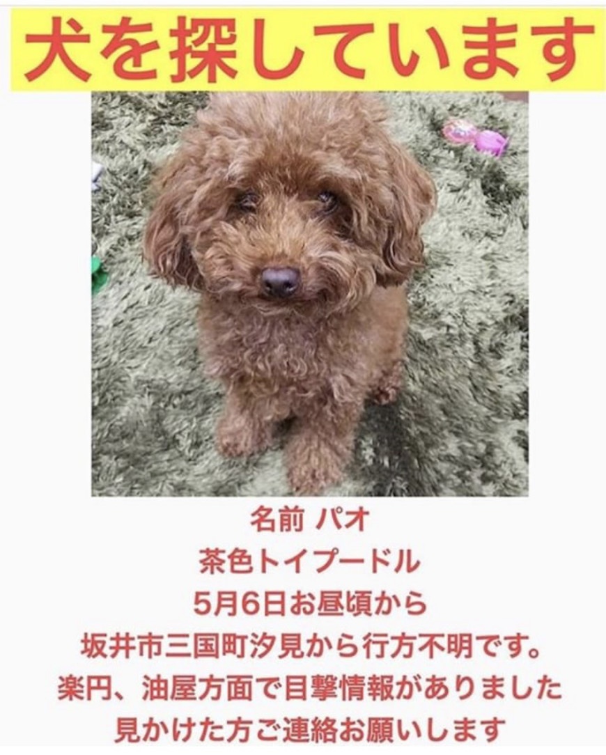 拡散希望 迷子犬を捜しています 公式サイト 福井市 脱毛 ネイル トリミングサロン パンセ 最新情報